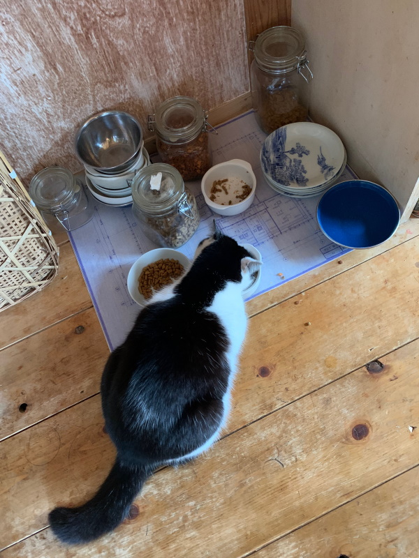 画像7　猫のいちじくの食事スペースには青焼きの図面を敷いて。